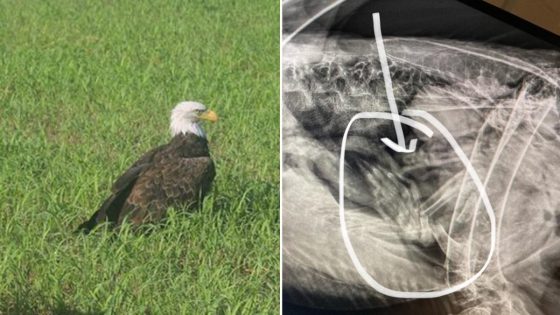 Bald eagle believed to be injured in Missouri was just ‘too fat to fly,’ wildlife officials say – MASHAHER