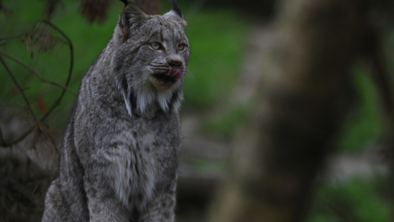 Endangered Rare Wild Cat Was Just Spotted in Vermont for the First Time – MASHAHER