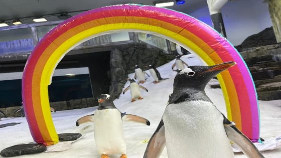 Famous Gay Penguin Sphen Has Died. His Widower Led the Colony in Mournful Song – MASHAHER