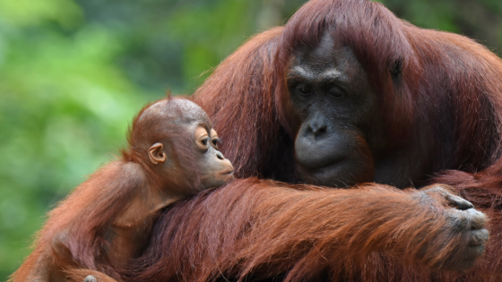 Orangutan at Dublin Zoo Learns to Feed Her Baby Thanks to Local Breastfeeding Moms – MASHAHER