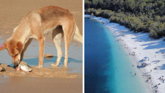 Qld mayor George Seymour calls for kids under 12 to be banned from unfenced camping on K’gari after spate of dingo attacks – MASHAHER