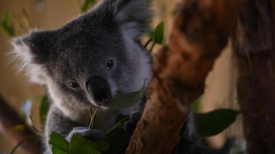 ‘Save our home’: coal mines could cost koala habitat – MASHAHER