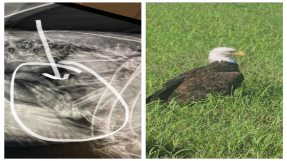 Officials thought this bald eagle was injured. It was actually just ‘too fat to fly’. – MASHAHER