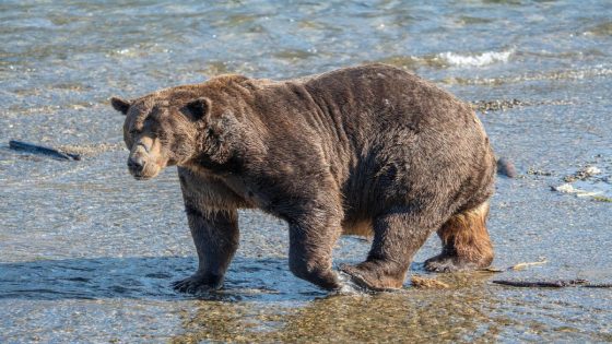 A violent event occurred on Alaska’s fat bear livestream – MASHAHER