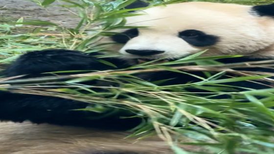 WATCH: 1st new pandas to arrive in US in over 20 years are about to make their debut – MASHAHER