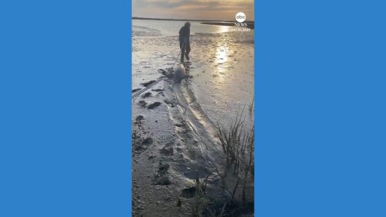 WATCH: Man rescues stranded dolphins on Argentina beach – MASHAHER