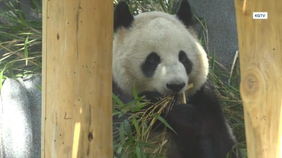 WATCH: Pandas make debut at San Diego Zoo – MASHAHER