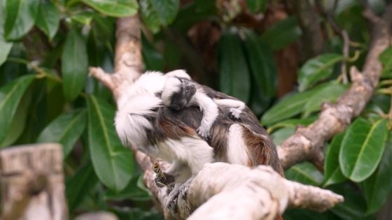 WATCH: 'Exceptionally rare' tamarin monkeys born at England zoo – MASHAHER