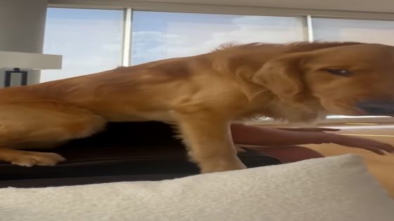 WATCH: This golden retriever does the most adorable thing to sit in between his owners – MASHAHER