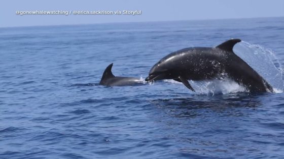 WATCH: Dolphins show off acrobatic jumps – MASHAHER