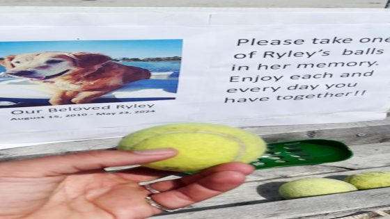 WATCH: Dog owner leaves special beach memorial for late pup – MASHAHER