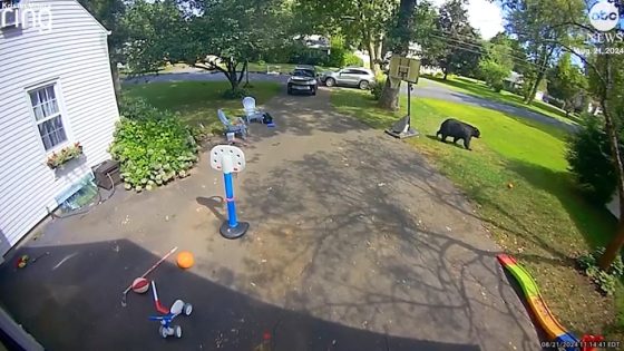 WATCH: Bear wanders yard while children play outside – MASHAHER