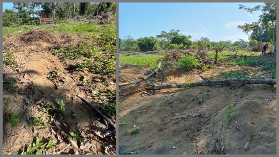 Elderly woman believed to be trampled to death by elephants in Kluang – MASHAHER