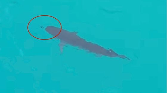 Huge tiger shark (with tiny escorts) closes popular Hawaii beach – MASHAHER