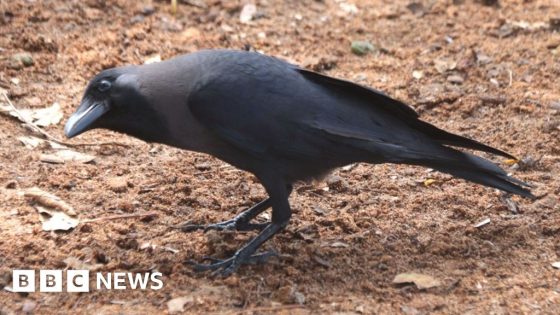 Kenya rolls out poison in bid to cull a million Indian house crows – MASHAHER