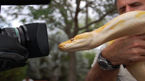 Yikes! Biggest slithering Burmese pythons caught in Florida Python Challenge – MASHAHER