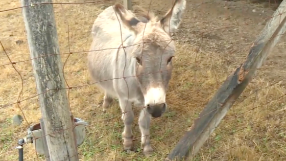 Sad & Lonely Donkey in Vancouver Gets Second Chance at Sanctuary and People Are Touched – MASHAHER