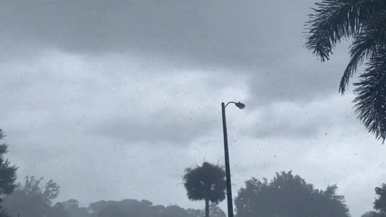 Strong Winds Send Leaves Flying in Central Florida as Tropical Storm Debby Rolls Through – MASHAHER