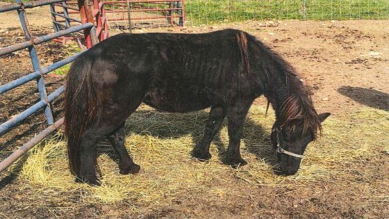 Northern Michigan man accused of abusing more than 70 animals – MASHAHER