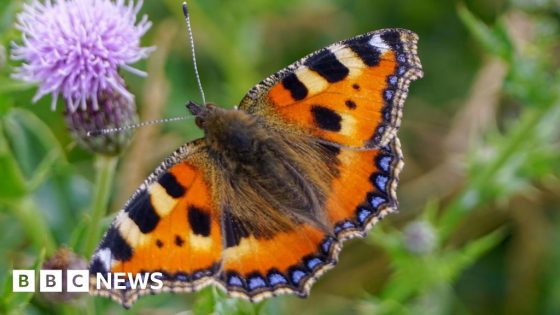 Low butterfly and moth numbers in NI cause concern – MASHAHER