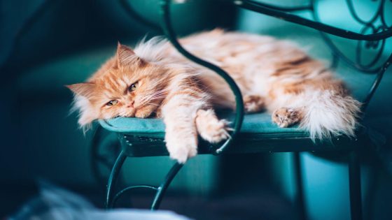 Cats seem to grieve the deaths of companion pets, study finds – MASHAHER