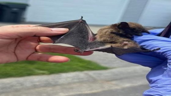 Whidbey Island bat tests positive for rabies, public health advisory issued – MASHAHER