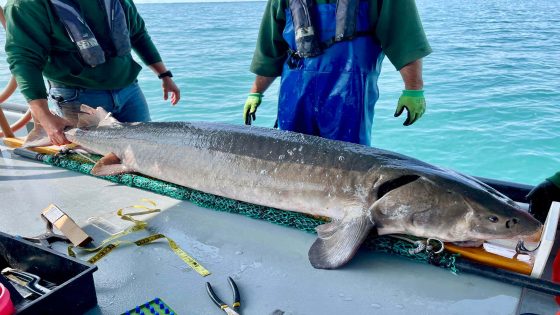 Michigan officials reel in record 125-pound prehistoric fish stretching 6-plus feet long – MASHAHER