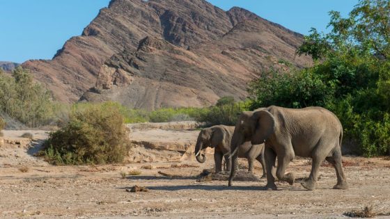 Namibia plans to kill more than 700 animals including elephants and hippos — and distribute the meat – MASHAHER