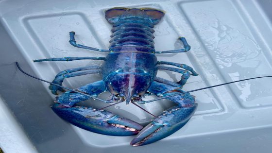 Watch as beautiful, rare, cotton candy lobster explores new home – MASHAHER