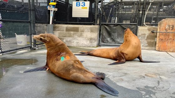 Dozens of sea lions in California sick with domoic acid poisoning: Are humans at risk? – MASHAHER