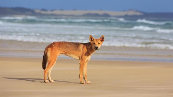 Dingo bites four-year-old girl at popular holiday spot – MASHAHER