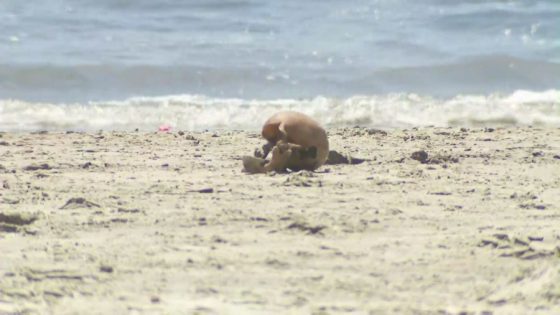 This bizarre discovery on a Southern California beach wasn’t what it seemed – MASHAHER