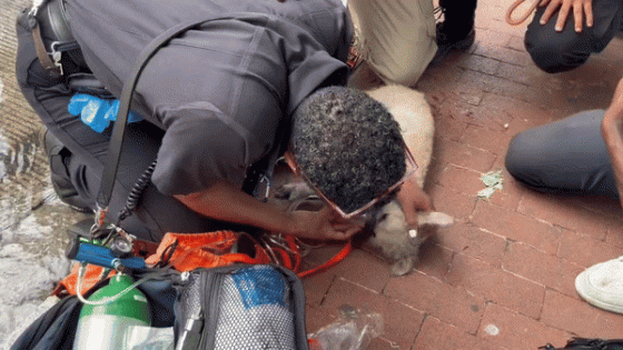 Dog Revived by Medic’s ‘Tender Loving Care’ After Being Rescued From Burning Building – MASHAHER