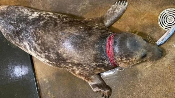 Discarded flying rings can kill seals, rescuers say – MASHAHER