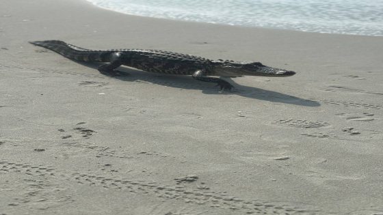 An alligator strolls near ocean in Myrtle Beach. Lifeguard clears water for reptile – MASHAHER