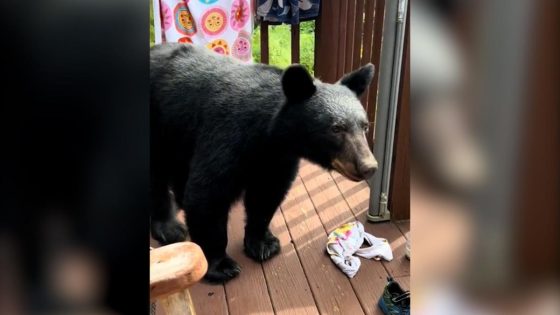 Black bear crashes Gatlinburg family deck gathering. ‘Honey, you gotta go!’ – MASHAHER