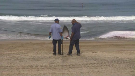 Crews work to clear 51-foot-long dead fin whale from Torrance Beach – MASHAHER