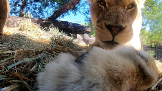 Zoo lions find hidden camera, hilarity ensues – MASHAHER