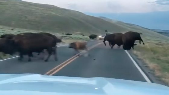 Bison clash for the ages caught on video during Yellowstone rut – MASHAHER