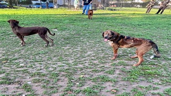 These dogs were left abandoned in a Bucks County dog park with a note. What it said – MASHAHER