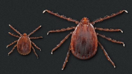 Asian longhorned tick found, says Okla. Dept. of Agriculture – MASHAHER