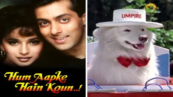 30 years of HAHK: Two dogs played the pet Tuffy in the Salman Khan-Madhuri Dixit starrer 30 : Bollywood News – MASHAHER