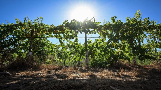 Are these grapes game-changers? Why one Fresno farmer says, ‘They’re Frankensteins’ – MASHAHER