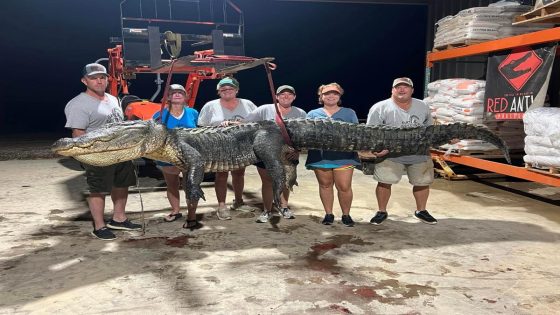 ‘The size and mass of his head is unreal.’ MS alligator hunters bag 800-pound giant – MASHAHER