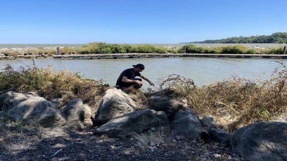 Where’s the Lake Erie alligator? What officials are doing to locate it – MASHAHER