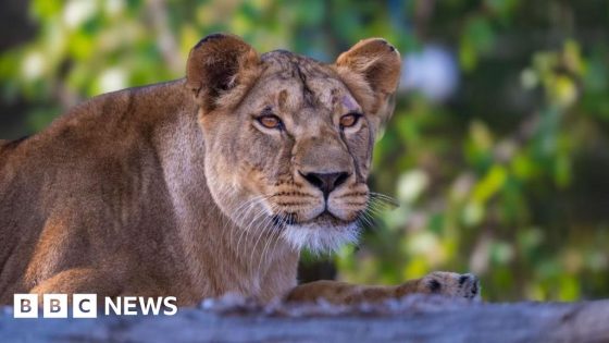 Lion rescued from Ukraine takes first steps outdoors – MASHAHER