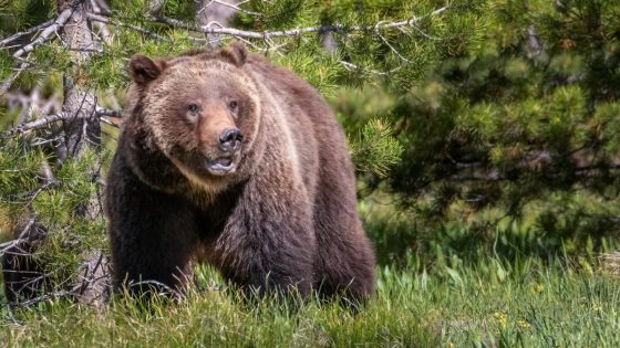 A Montana man shot a grizzly bear during an attack – it saved his life, but here’s why experts say it’s not your best defense – MASHAHER