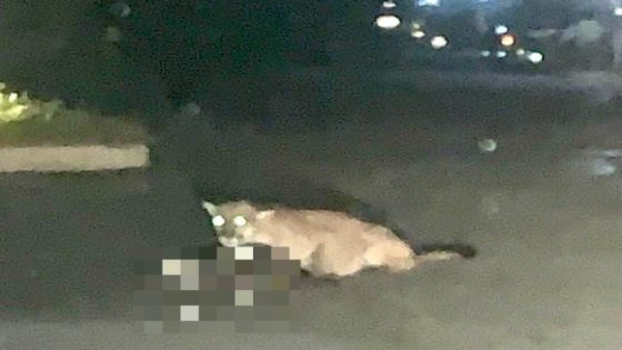 Mountain Lion Attacks, Kills Dog While Walking With Owners in Los Angeles Suburb – MASHAHER