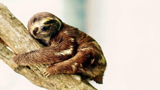 What Is Sloth Fever? Here’s What to Know About the Potentially Deadly Virus Spreading to the United States – MASHAHER