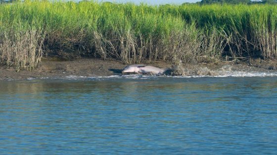 Fascinating behavior by Beaufort and Hilton Head dolphins a worldwide rarity. Why here? – MASHAHER